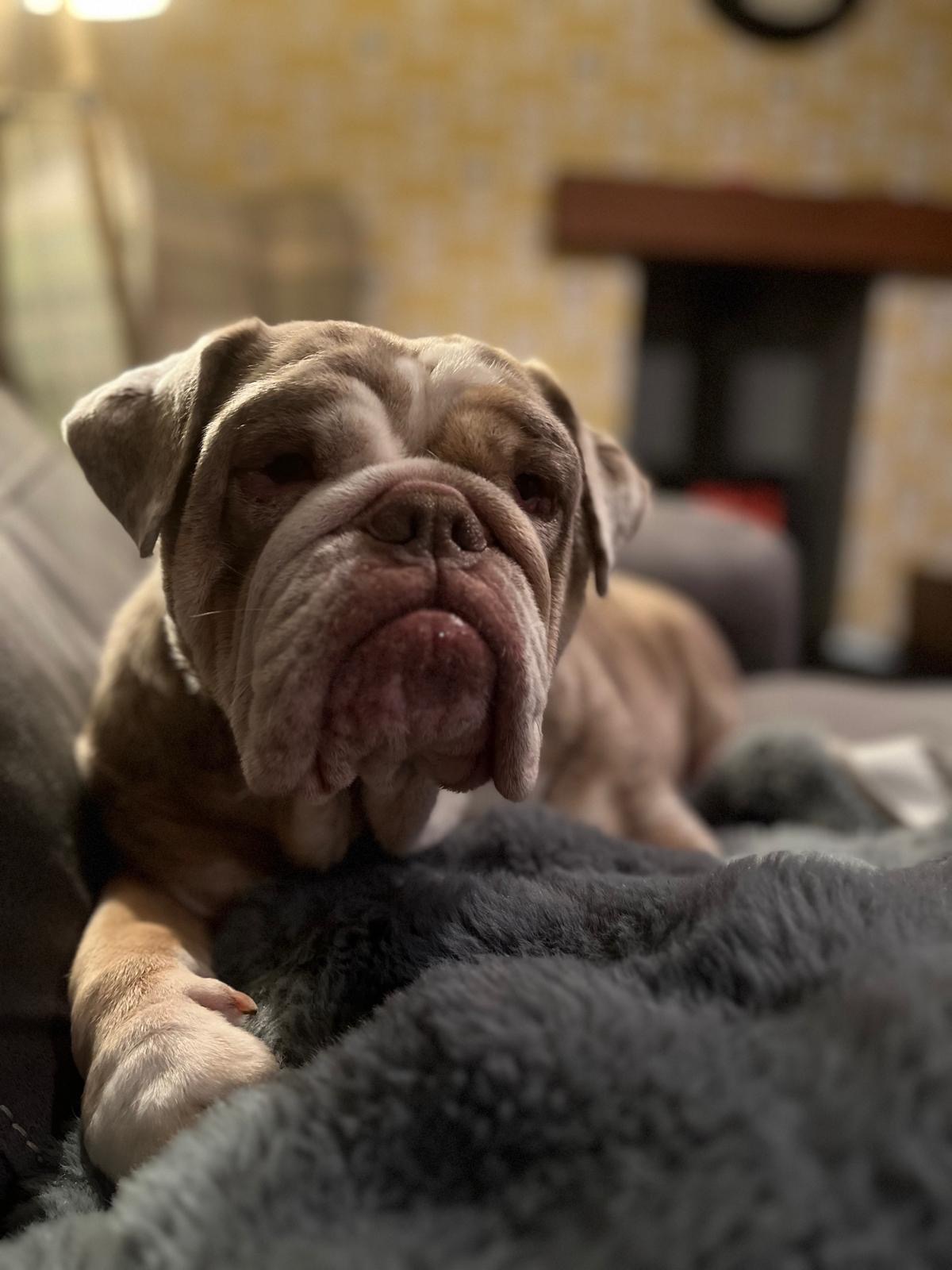 dog