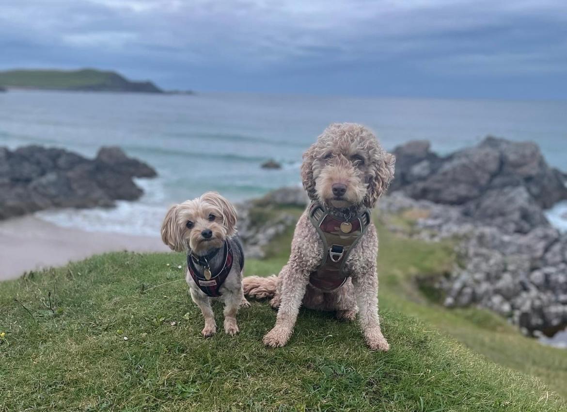 dogs