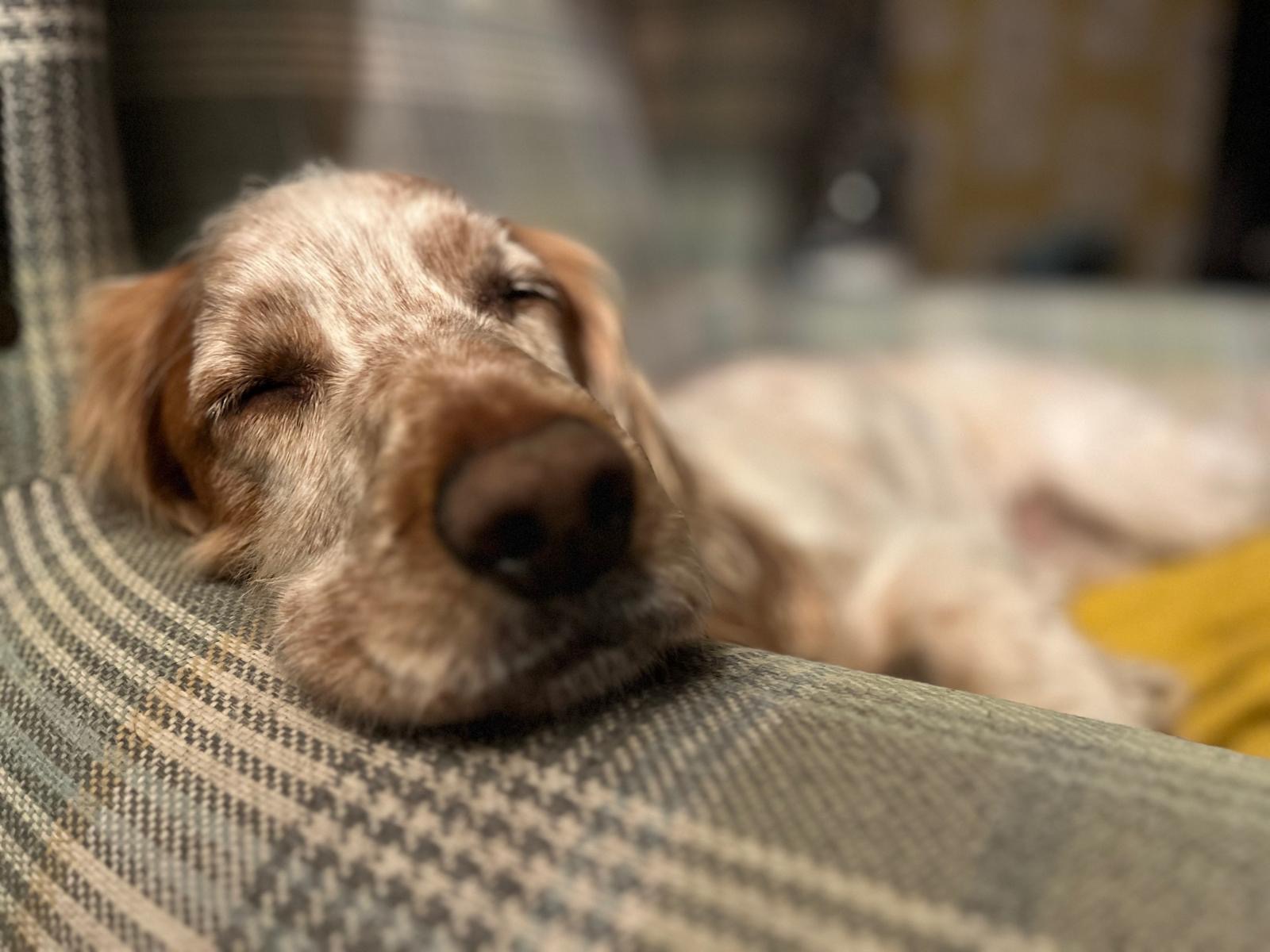 mylo