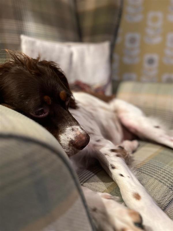 Ollie the dog