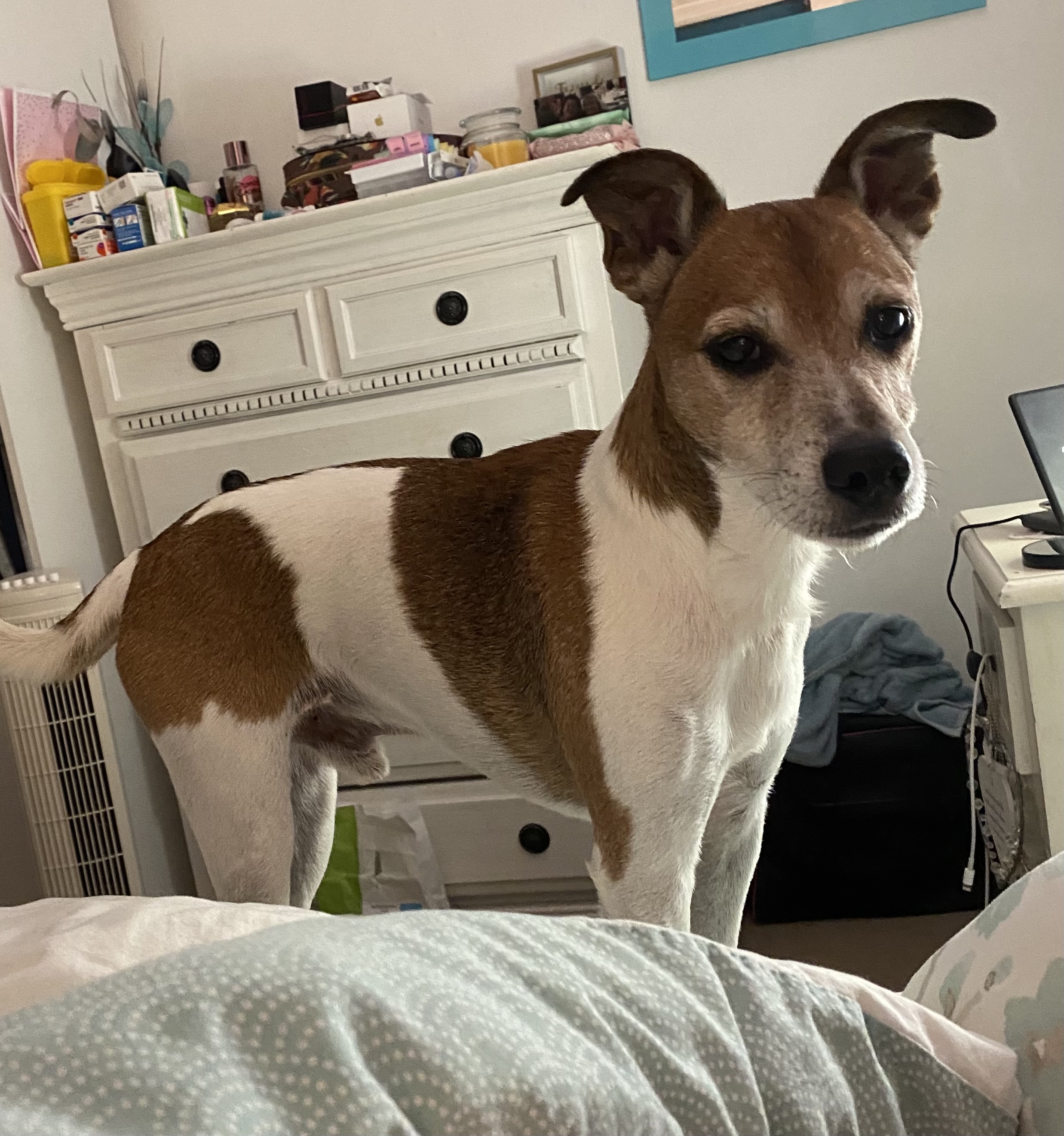 dog