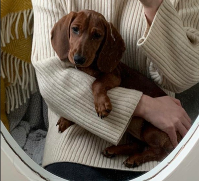 dog
