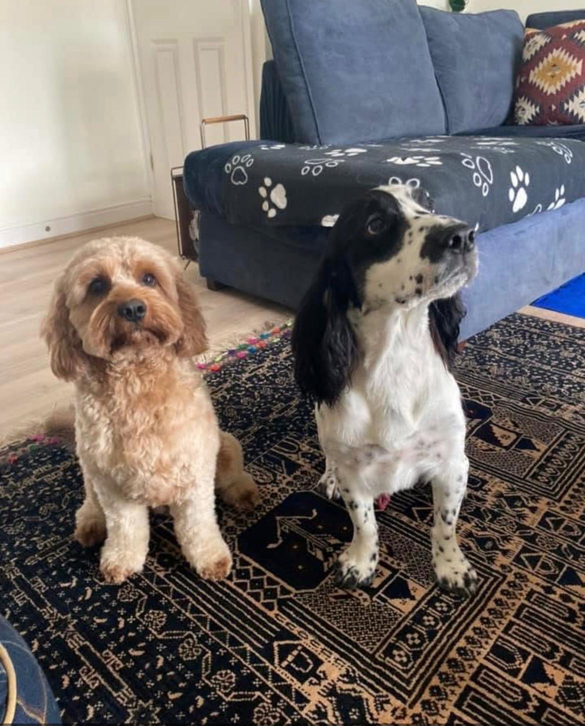 dogs