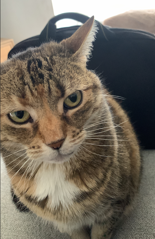 cat