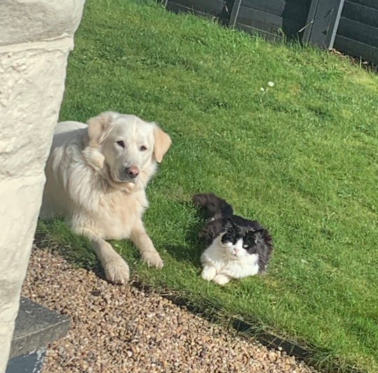 cat and dog