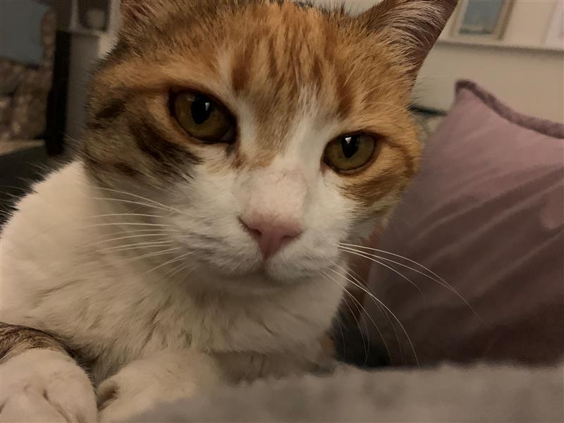 cat