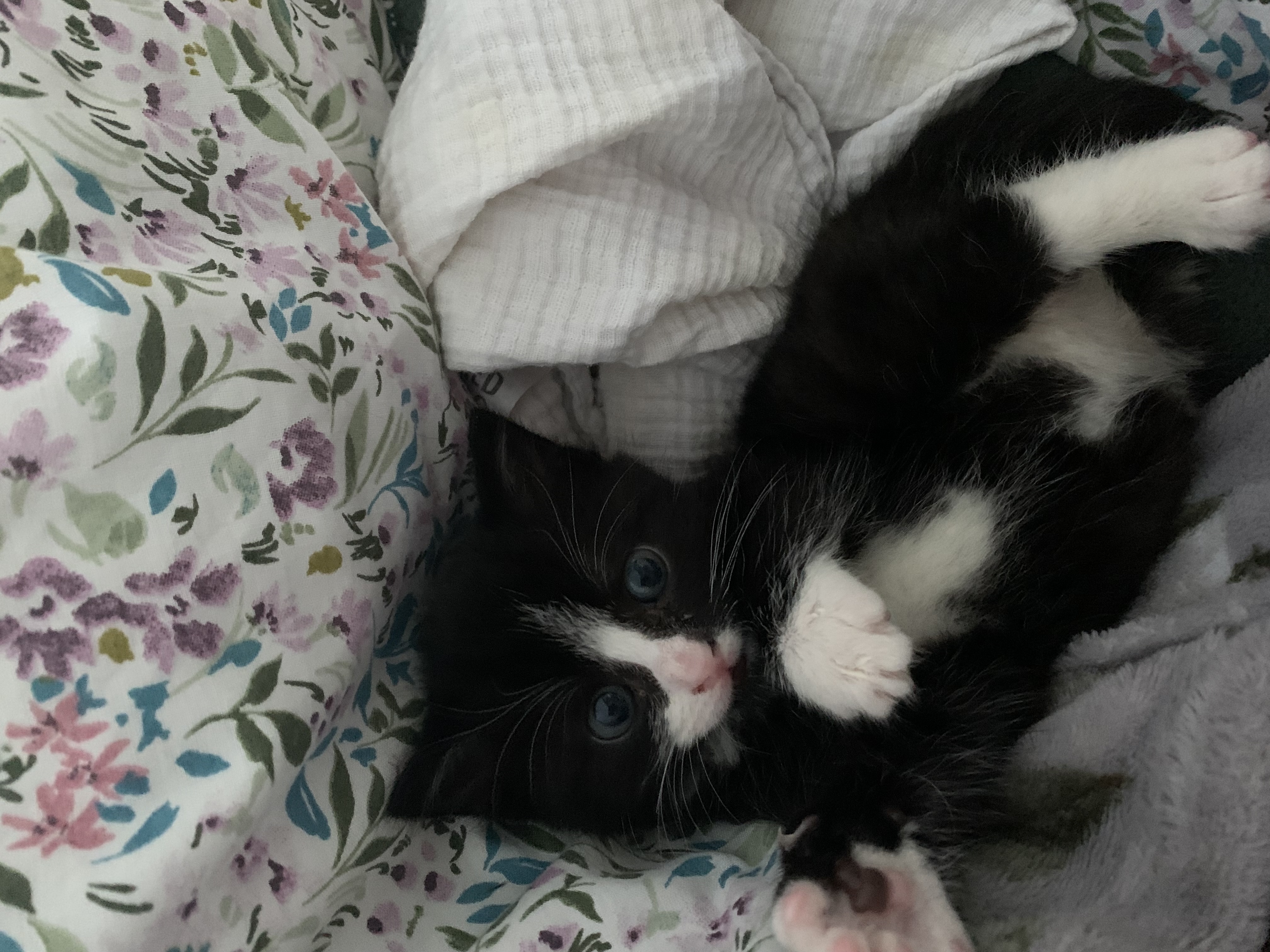 kitten
