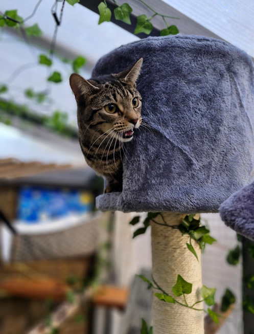 cat