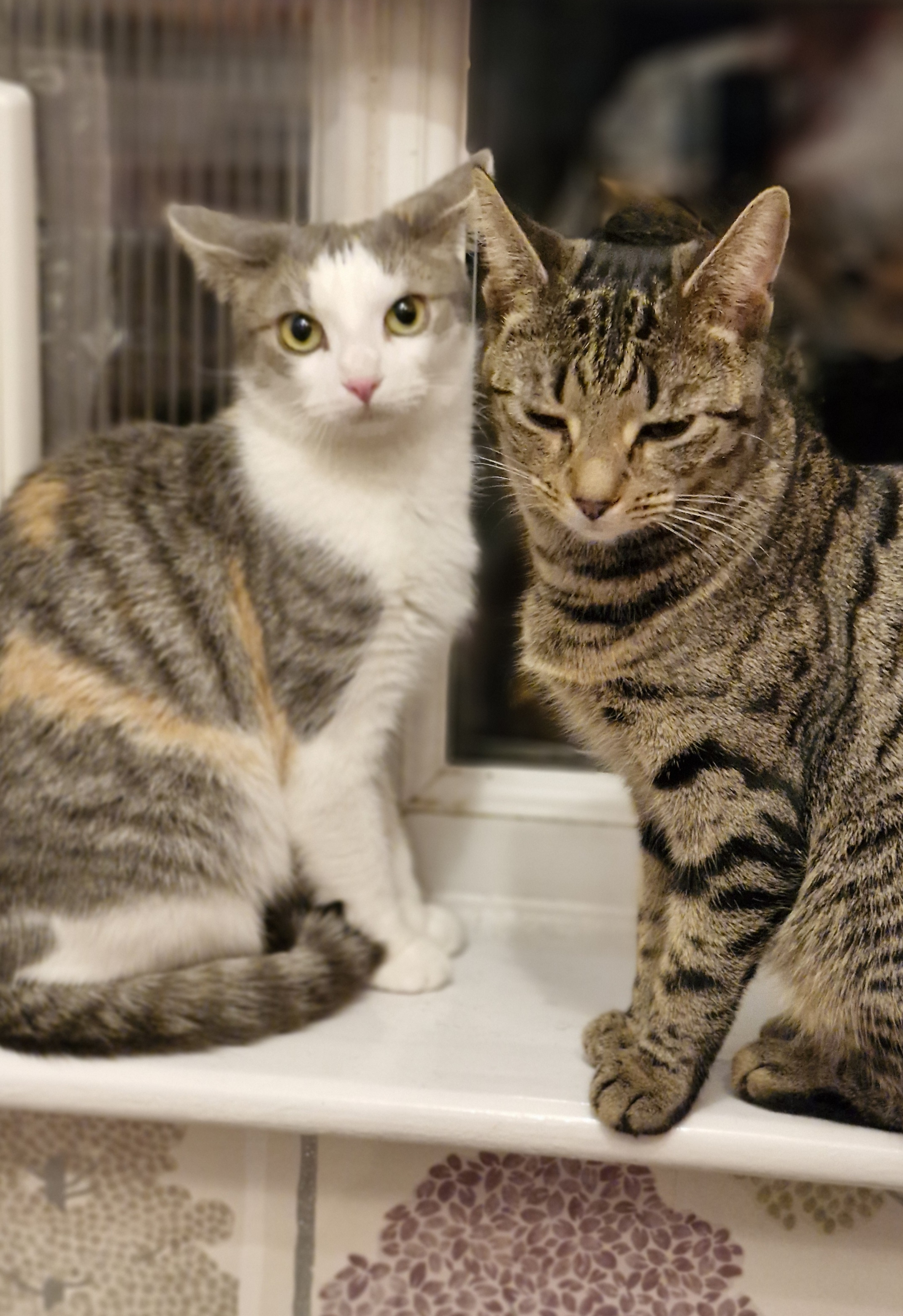 cats