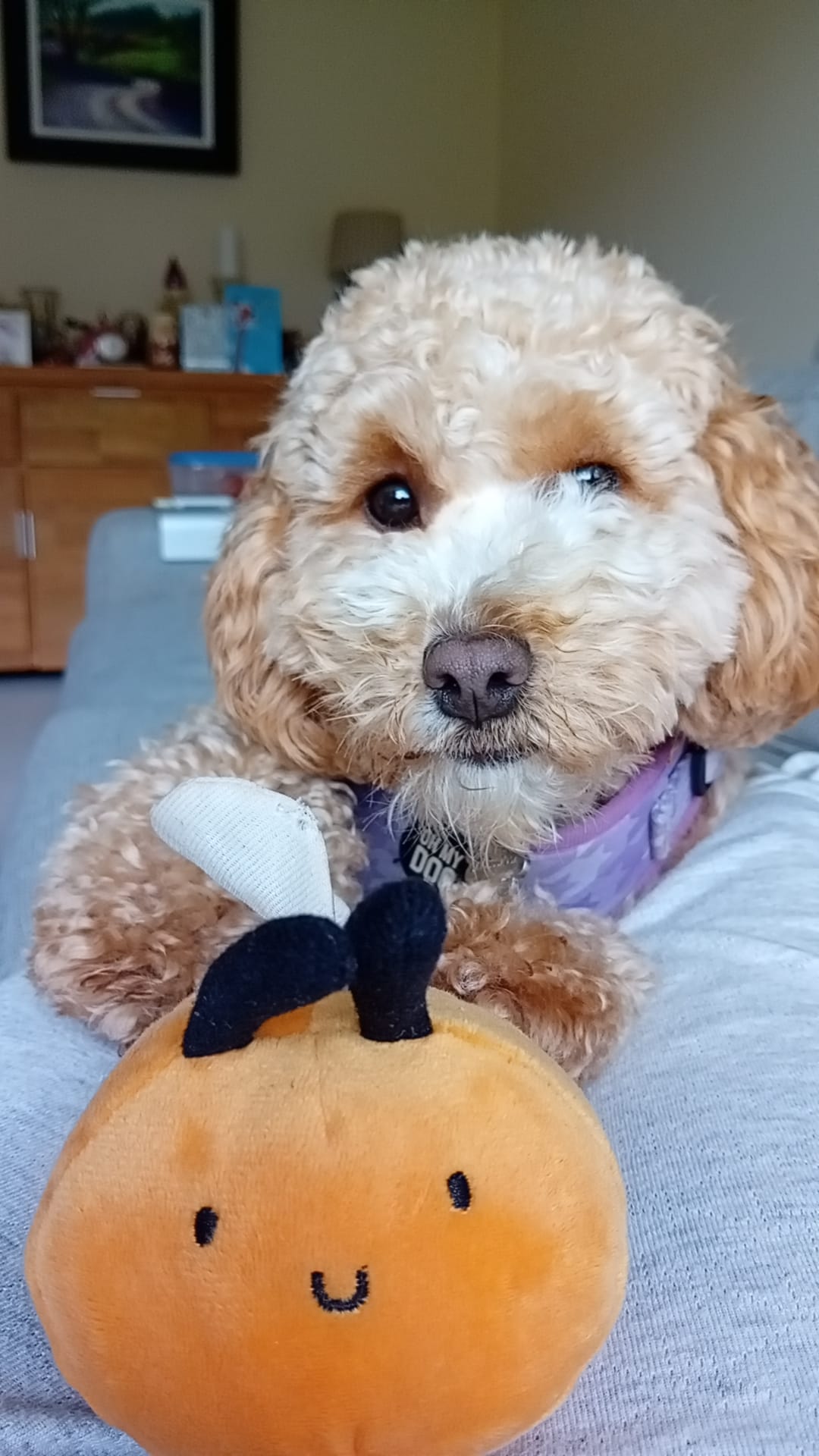 dog