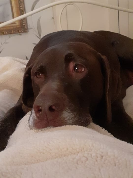 dog