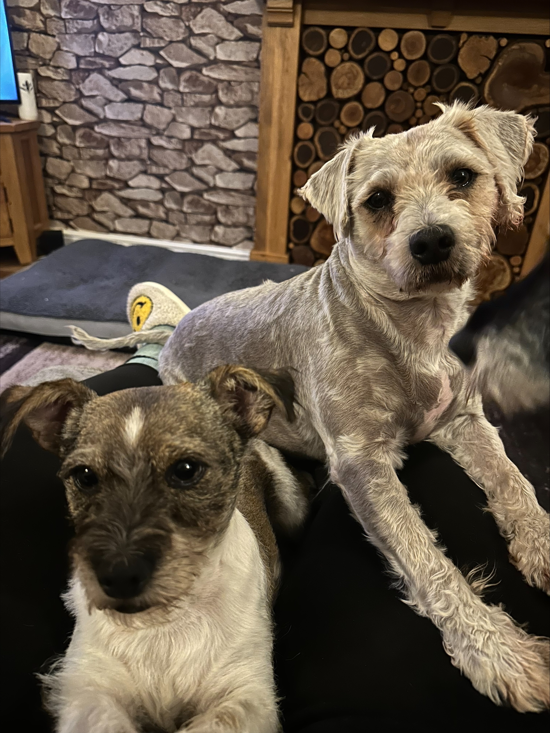 dogs