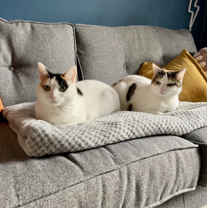 cats