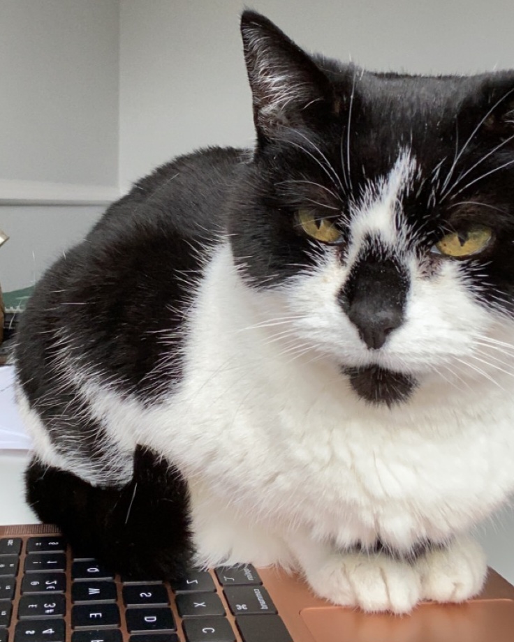 black and white cat