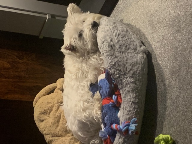 dog