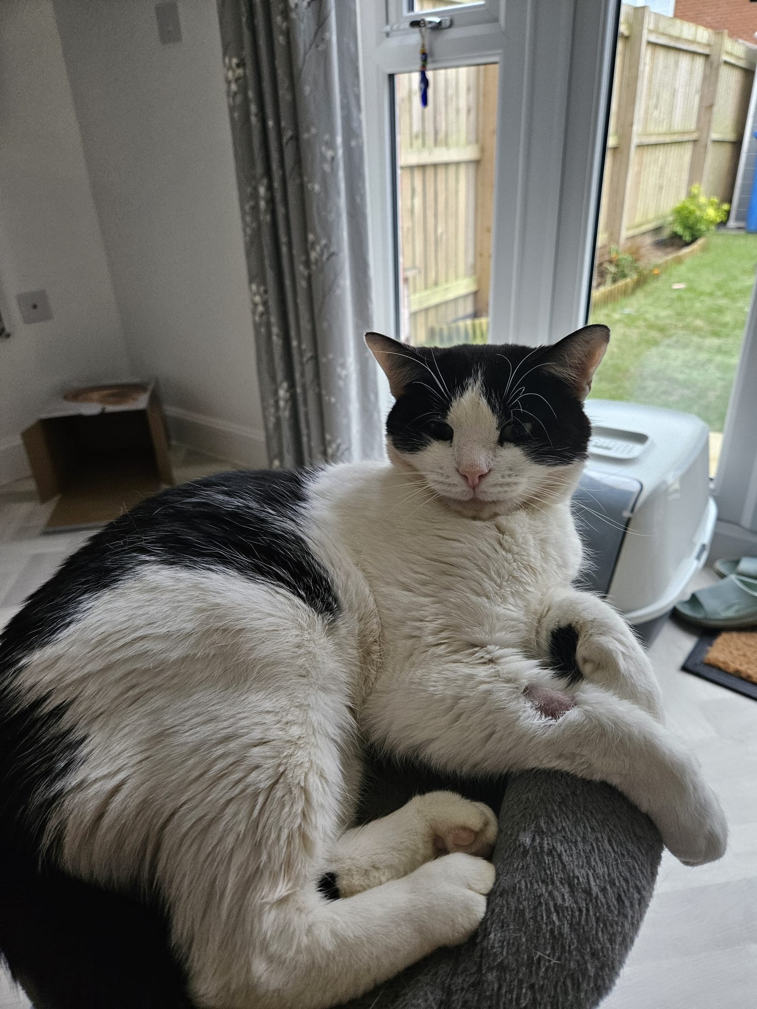 cat
