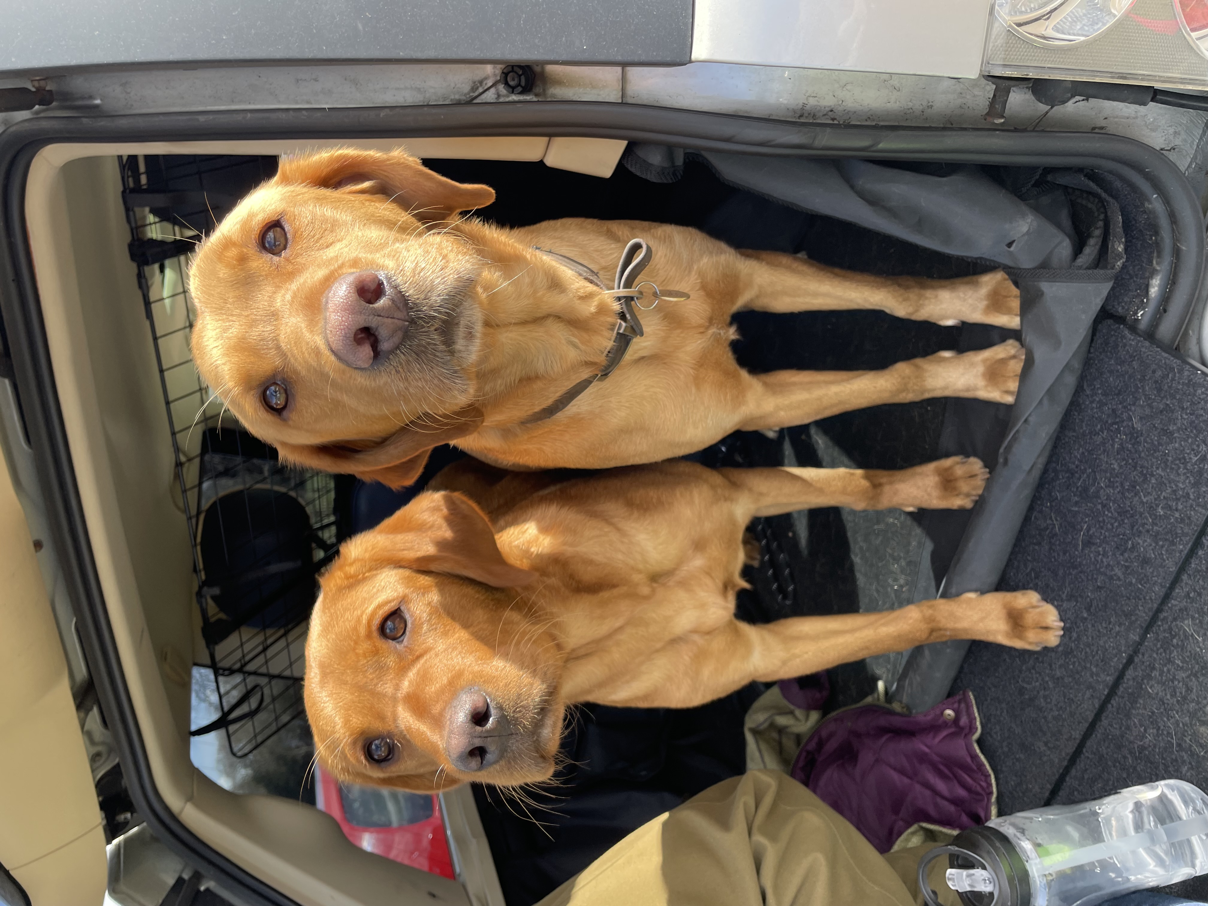 dogs