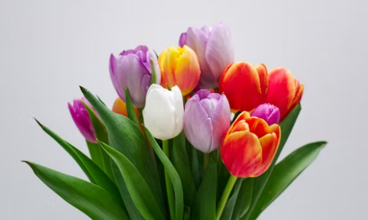 tulips