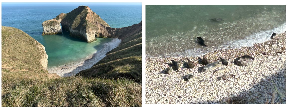 seal cove