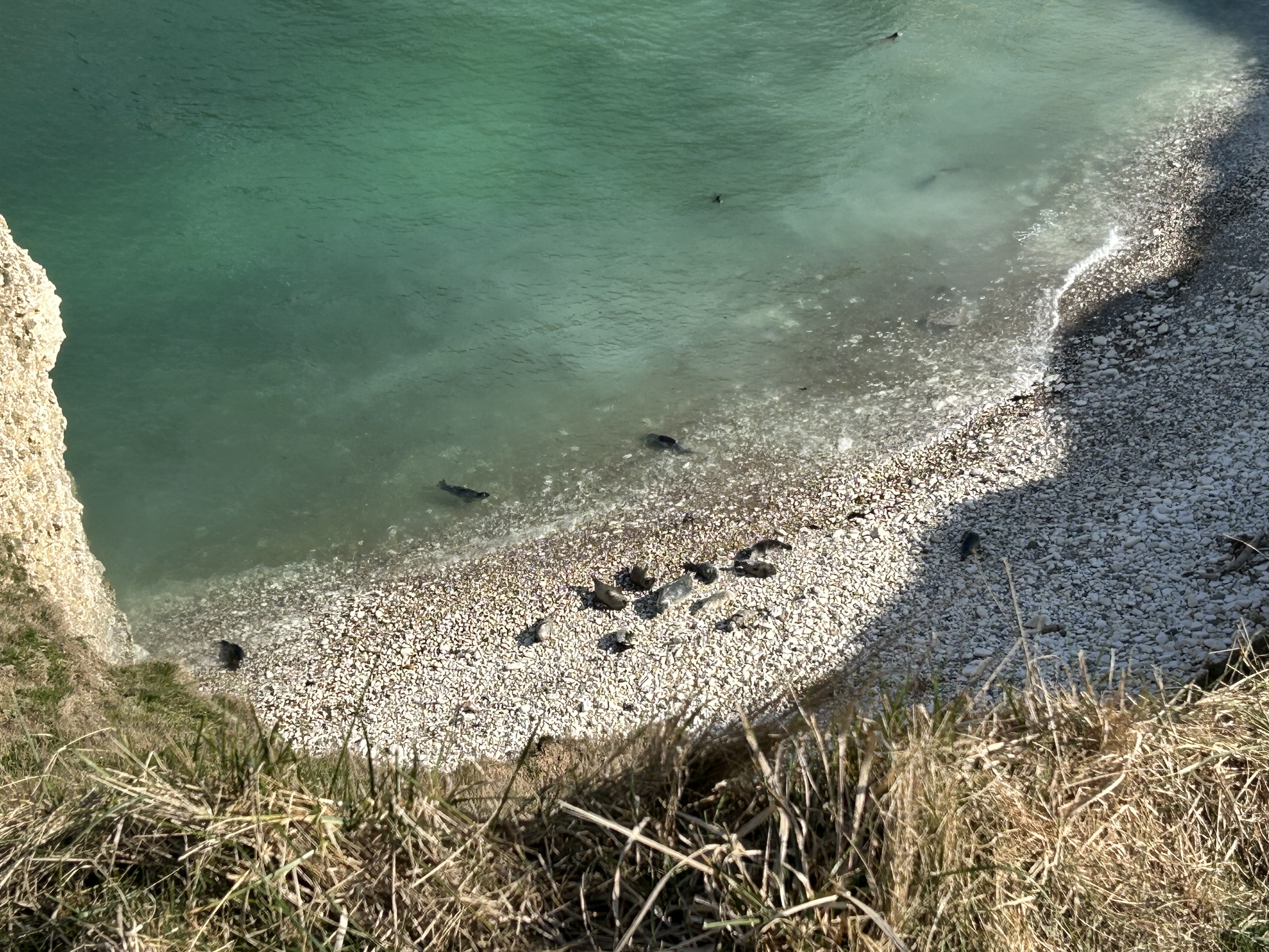 seals
