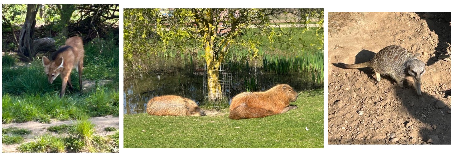 animals
