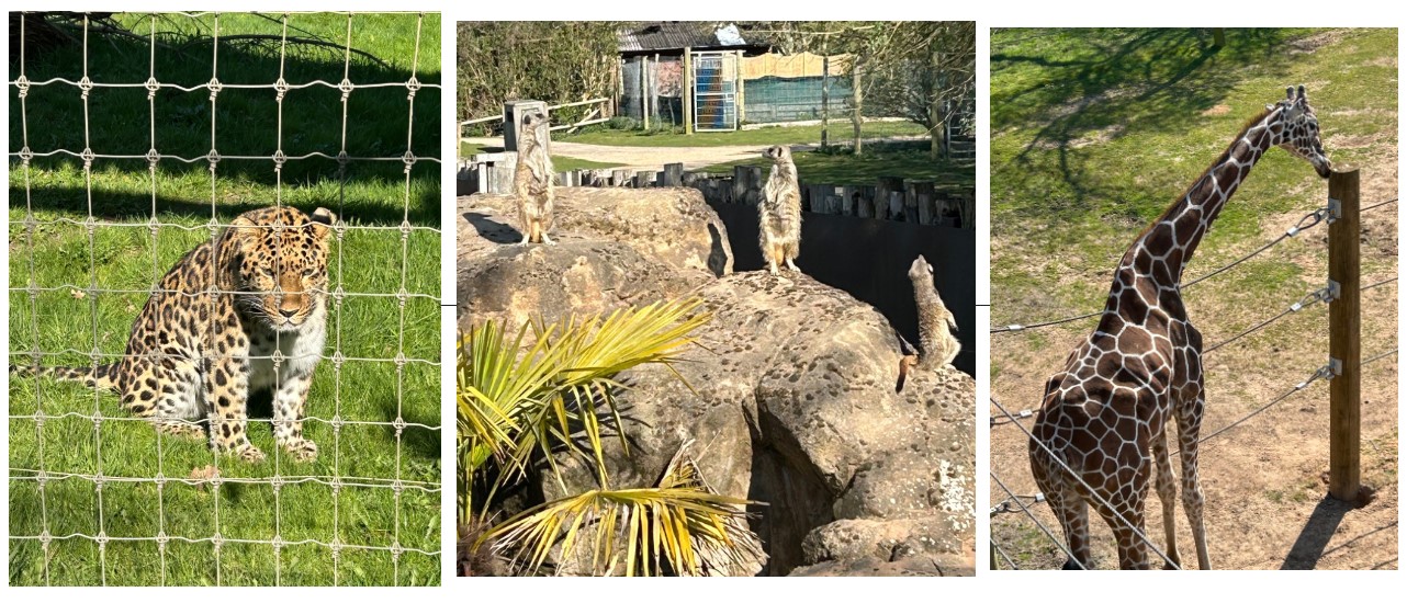 animals