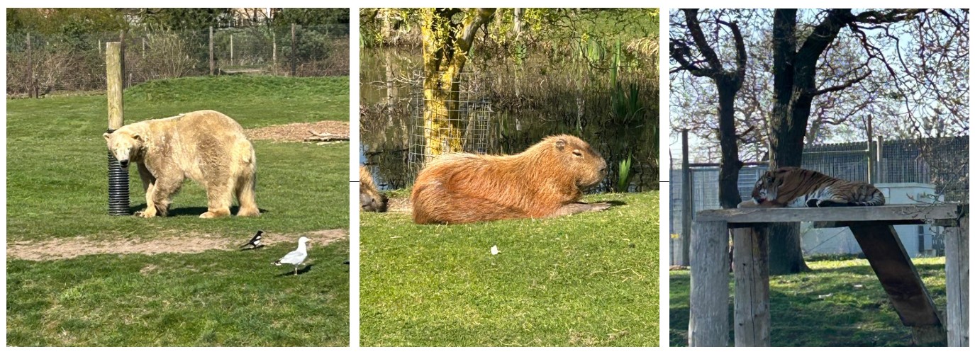 animals