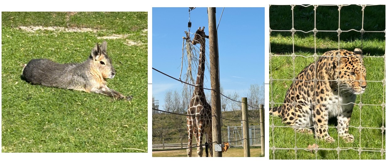 animals