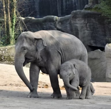 elephants