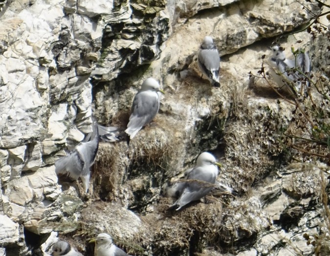 birds