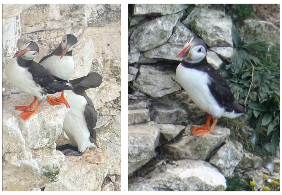 puffins