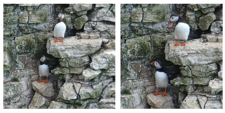 puffins