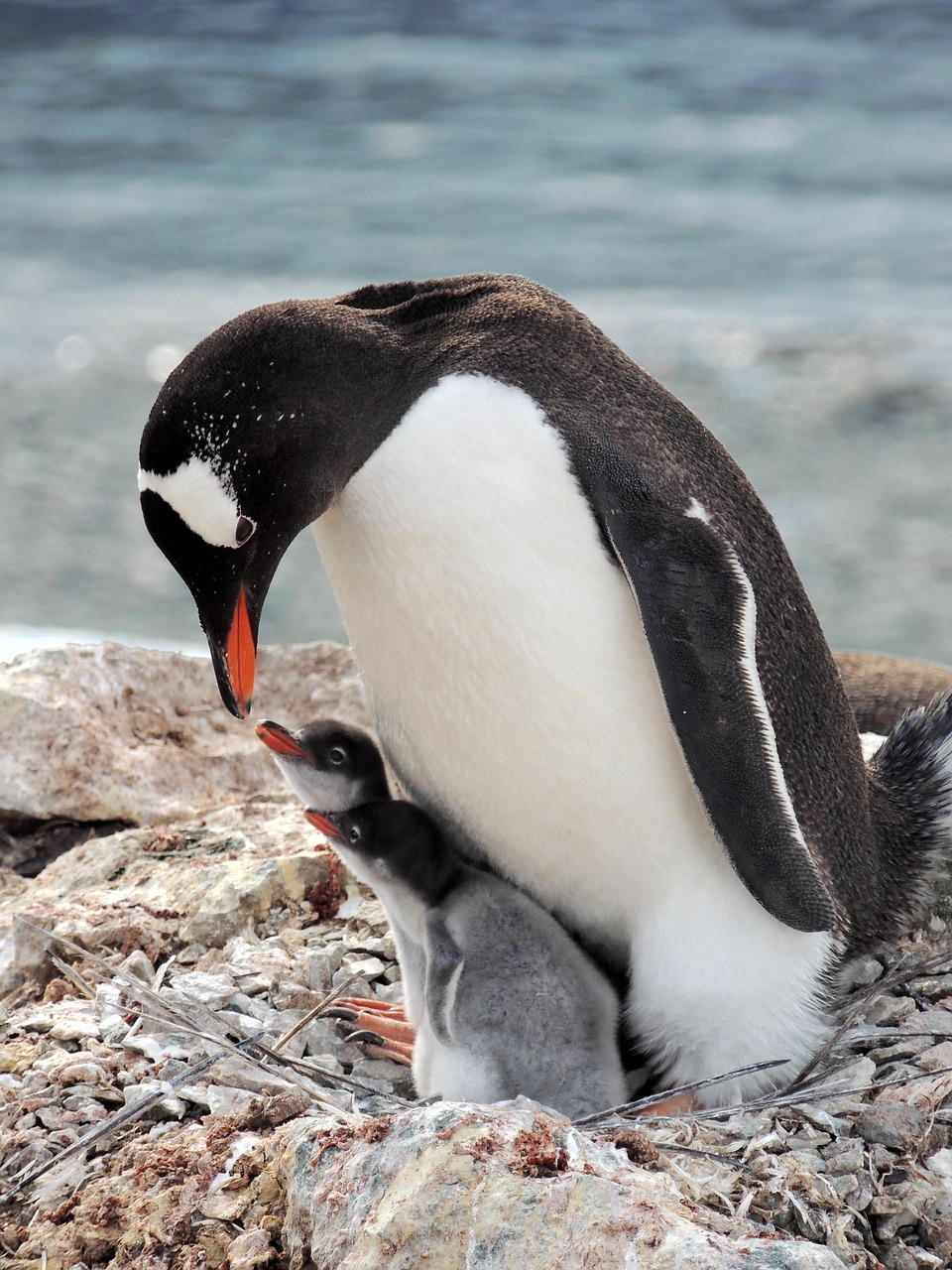 penguin and babies