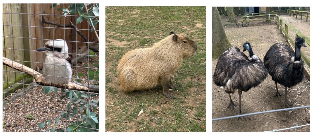 animal park