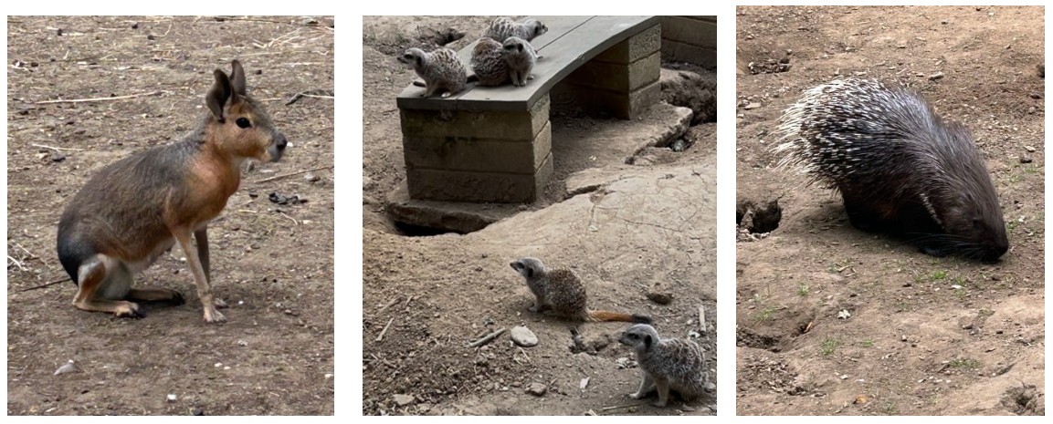 Animal park
