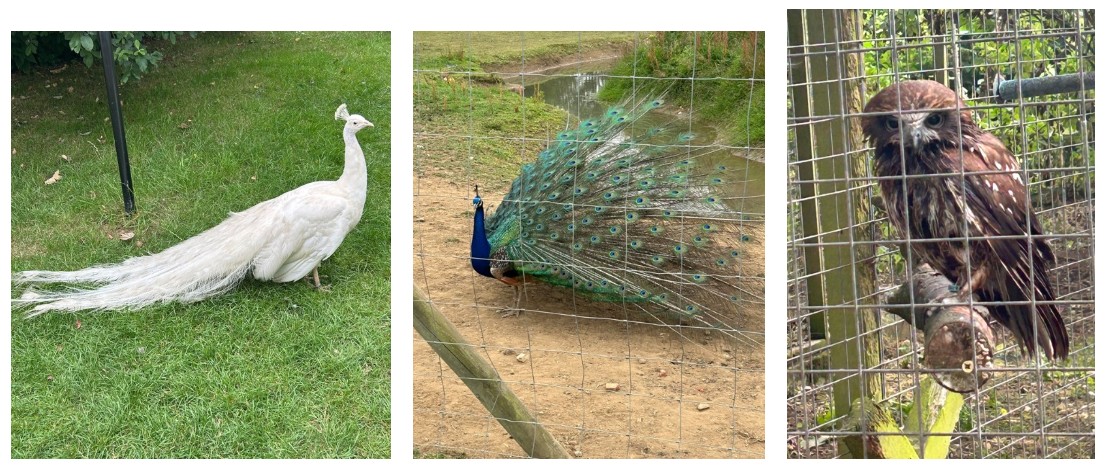 birds