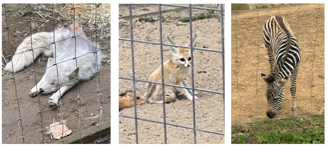 animal park