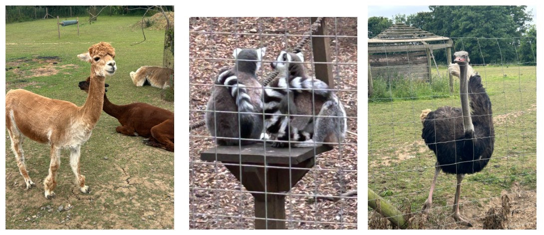 animal park