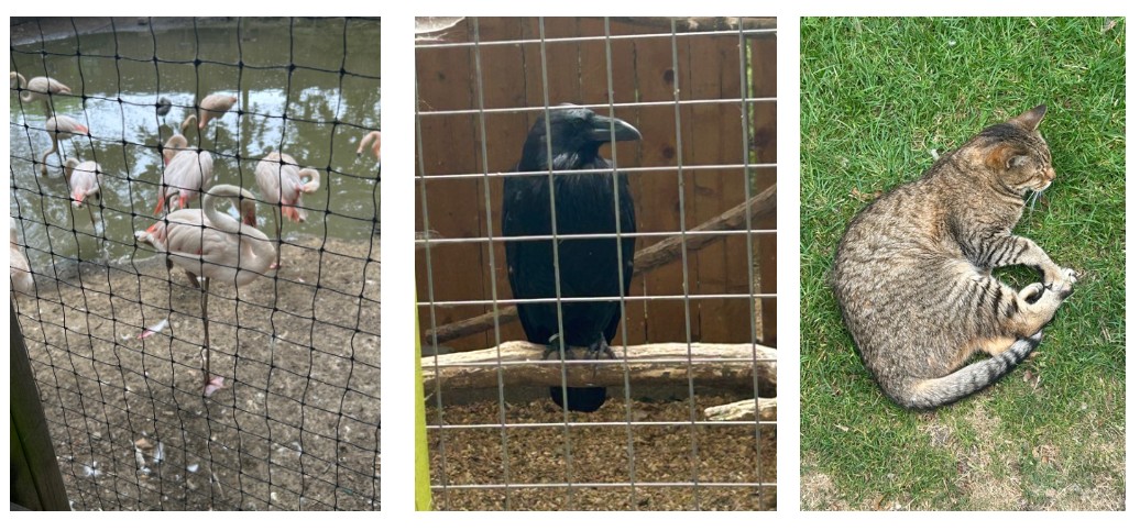 animal  park