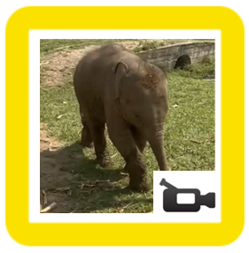 Baby elephant