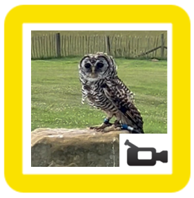 owl