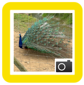 peacock