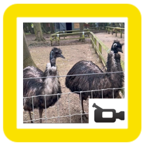Emu's