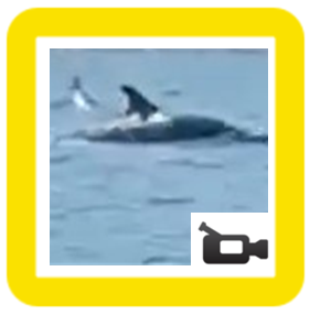 dolphins