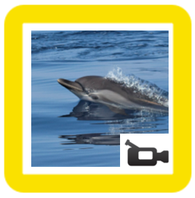 dolphins