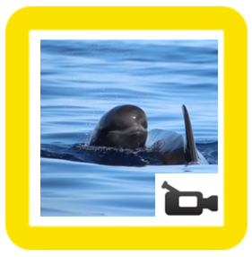 Dolphins