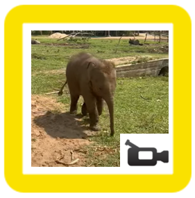 baby elephant