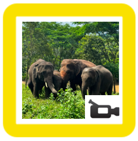 elephants