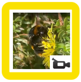 Bee