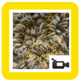 Bees